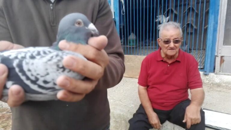Associa&ccedil;&atilde;o Columb&oacute;fila Santar&eacute;m: O Segredo para a Excel&ecirc;ncia na Cria&ccedil;&atilde;o de Pombos