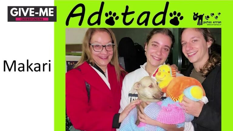 Guia dos Donativos para IRS: Apoie os Animais de Forma Eficiente